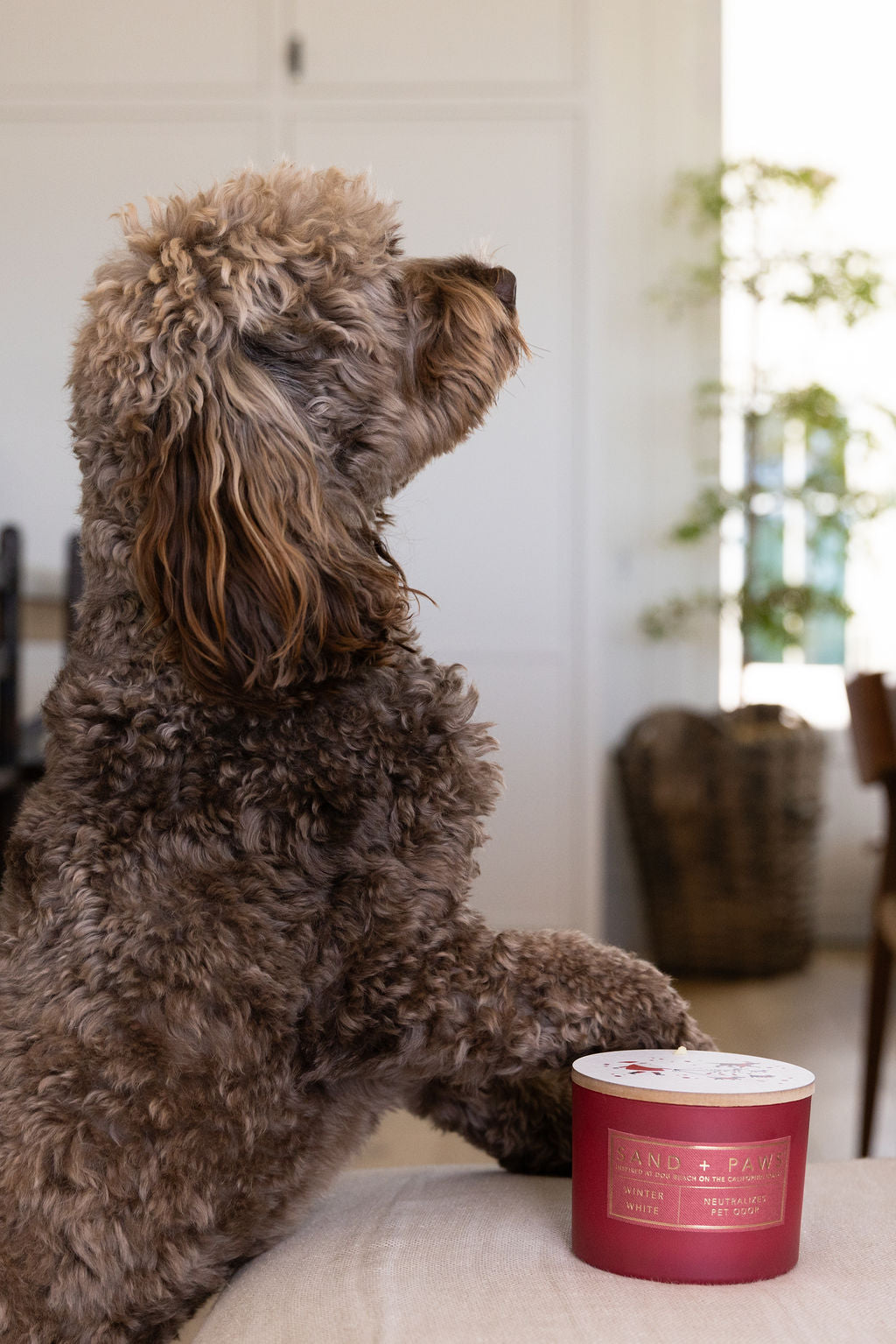 Cozy Sand + Paws Winter White 12 oz scented candle