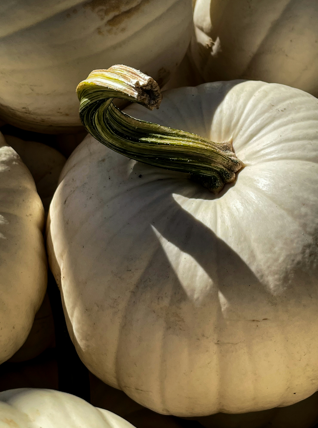 Cozy White Pumpkin 12 oz scented candle