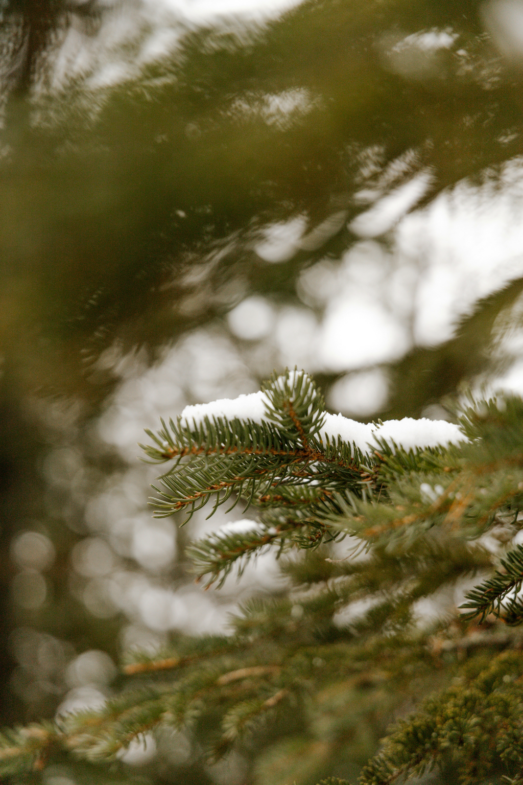 Cozy Pine & Sage 23 oz scented candle