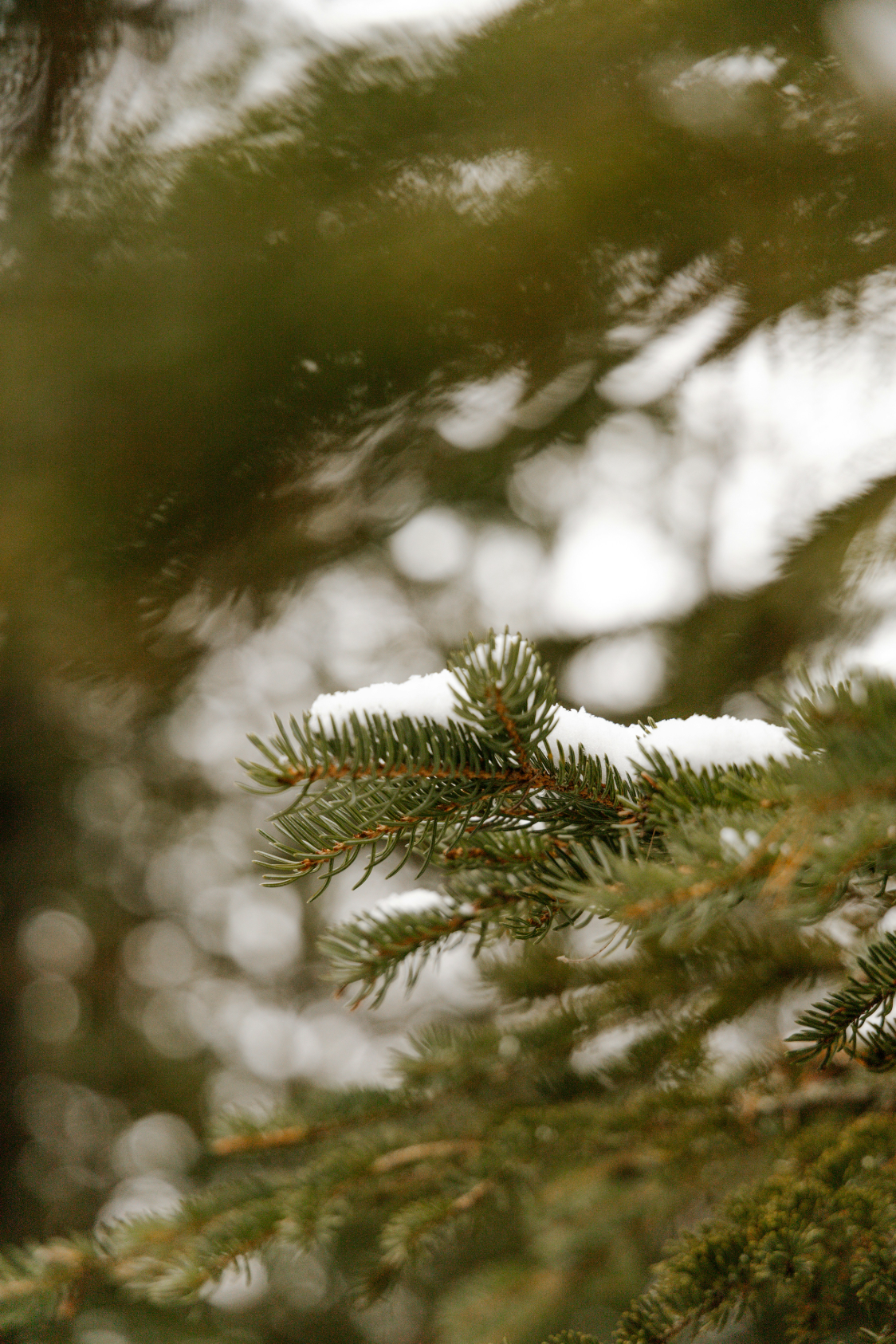 Cozy Pine & Sage 23 oz scented candle