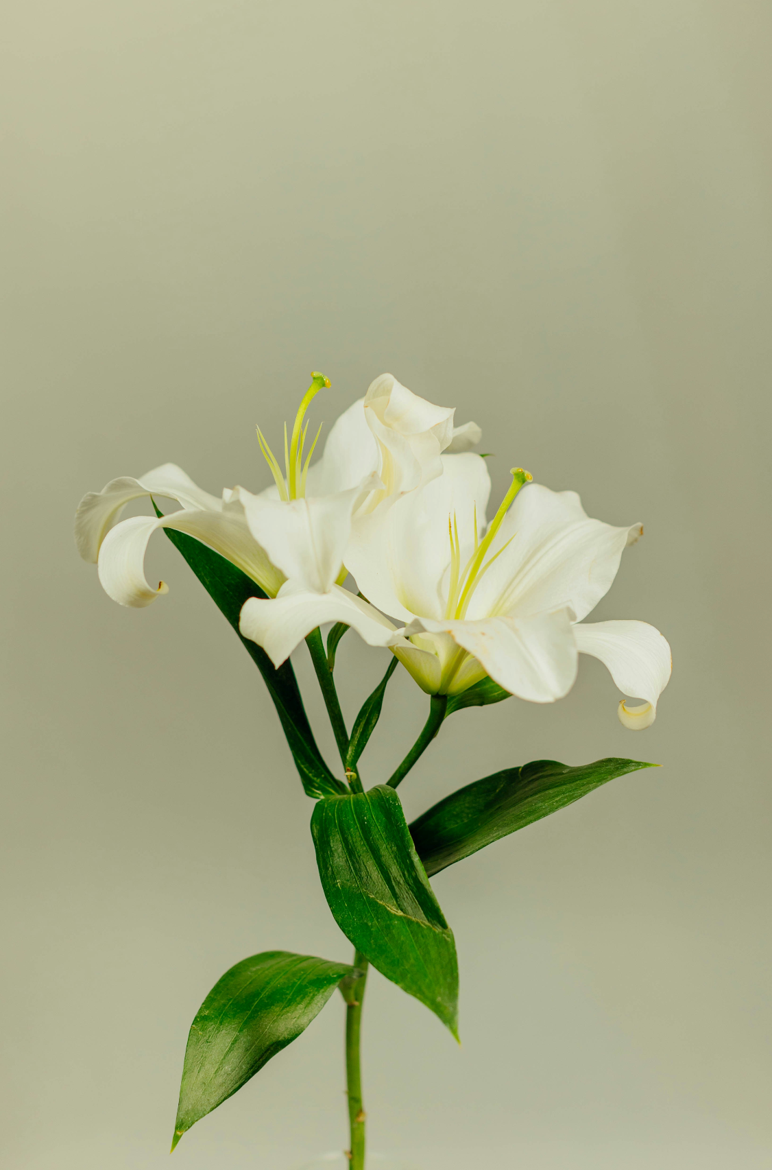 Refreshing Gardenia 100 ml Room Spray