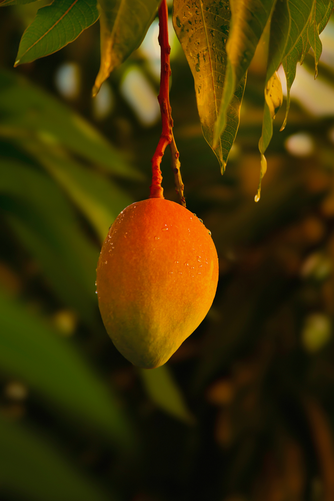 Exfoliating Guava Mango 12.7 oz Body Scrub