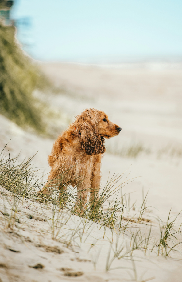 Cozy Sand + Paws Sun-n-Fun 12 oz scented candle