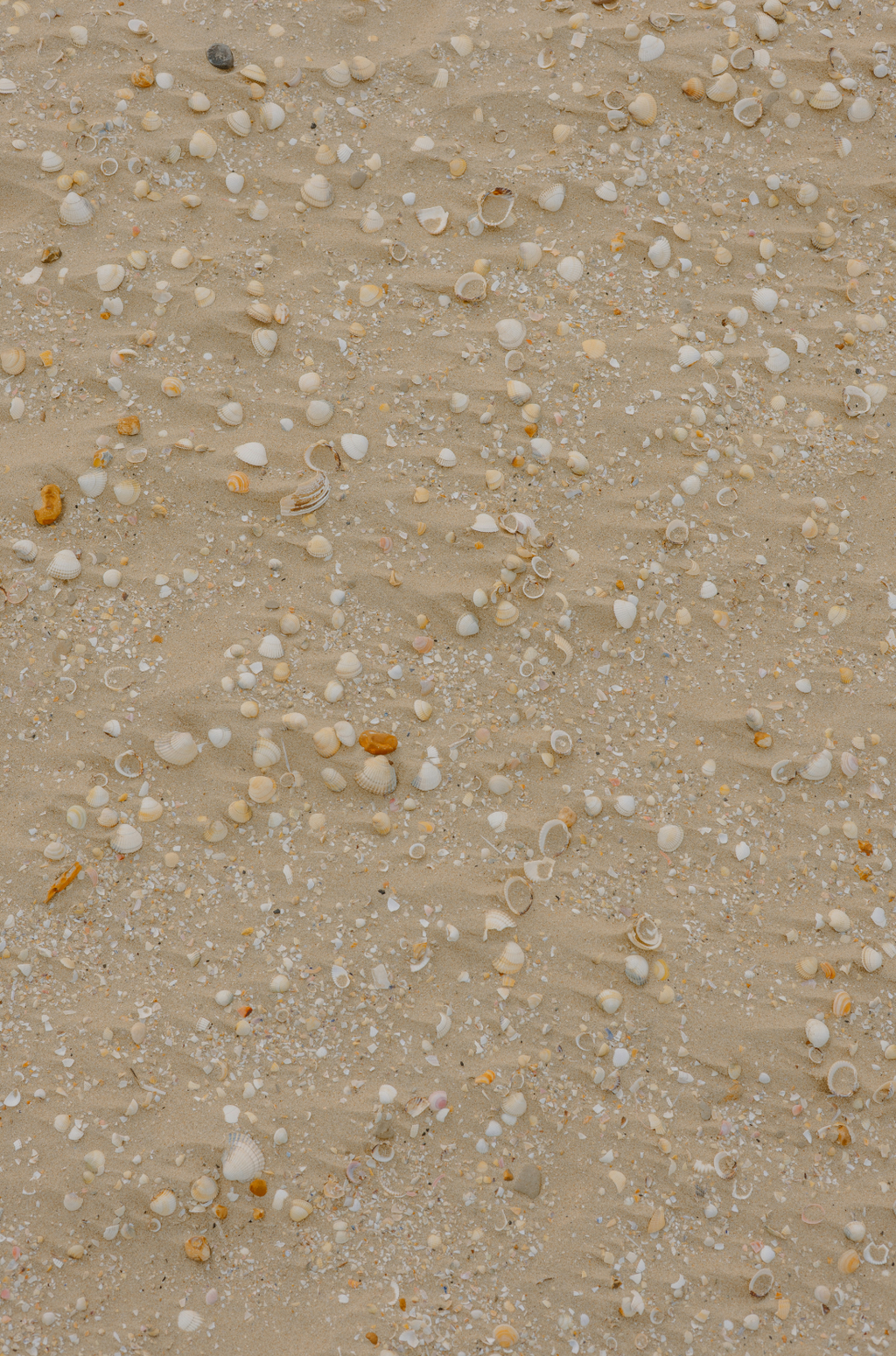 Cozy Sand + Paws Ocean & Sea Salt 12 oz scented candle