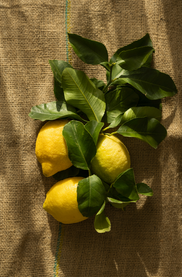 Cozy Olive Lemon 12 oz scented candle