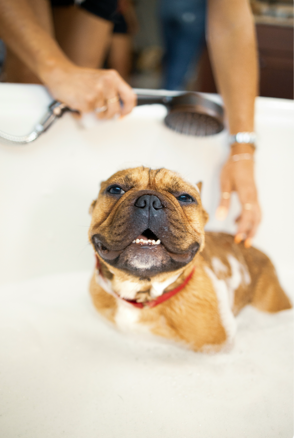 Elegant Sand + Paws Pet Shampoo & Conditioner - Honeysuckle