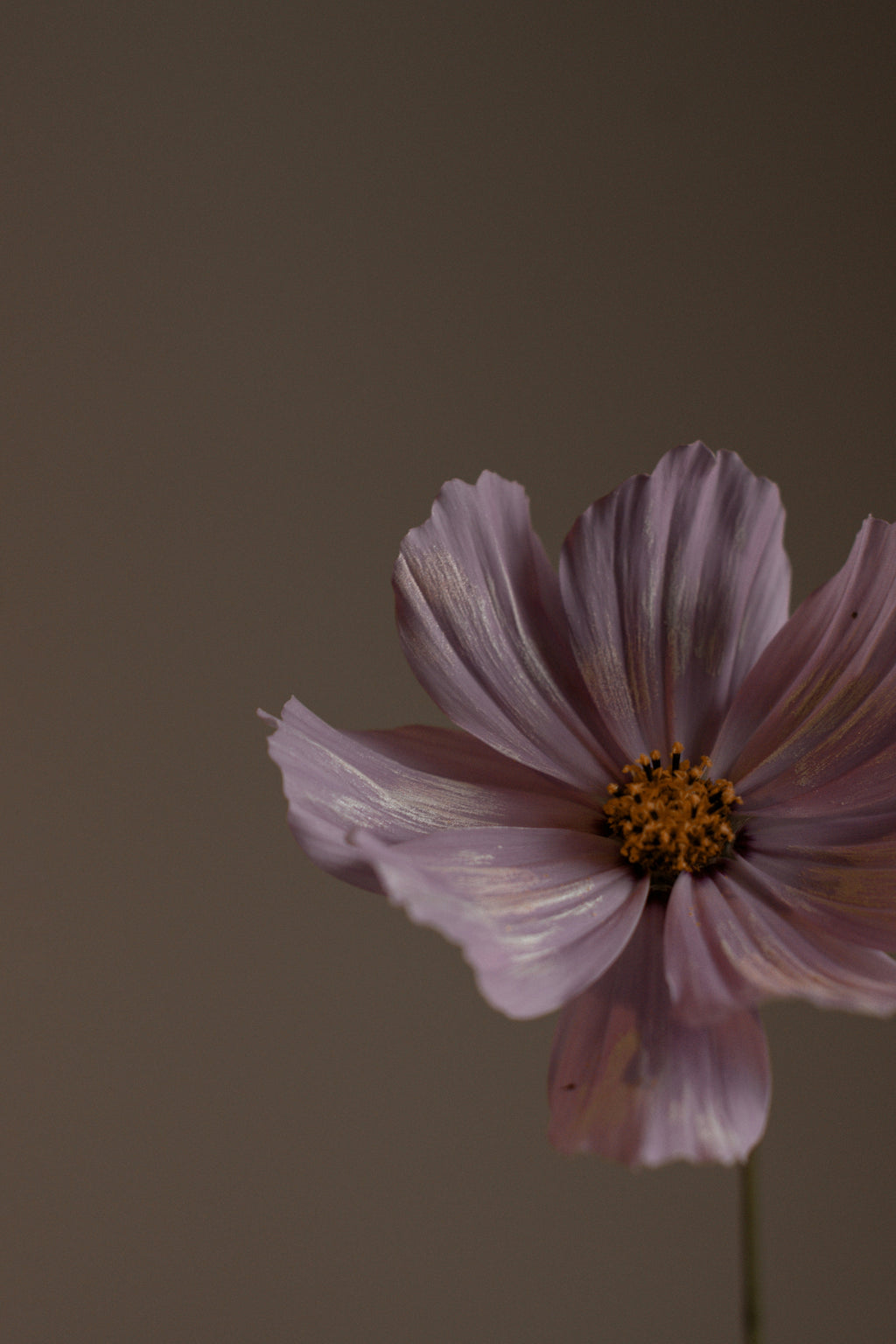 Hydrating Violet Sandalwood Body Lotion