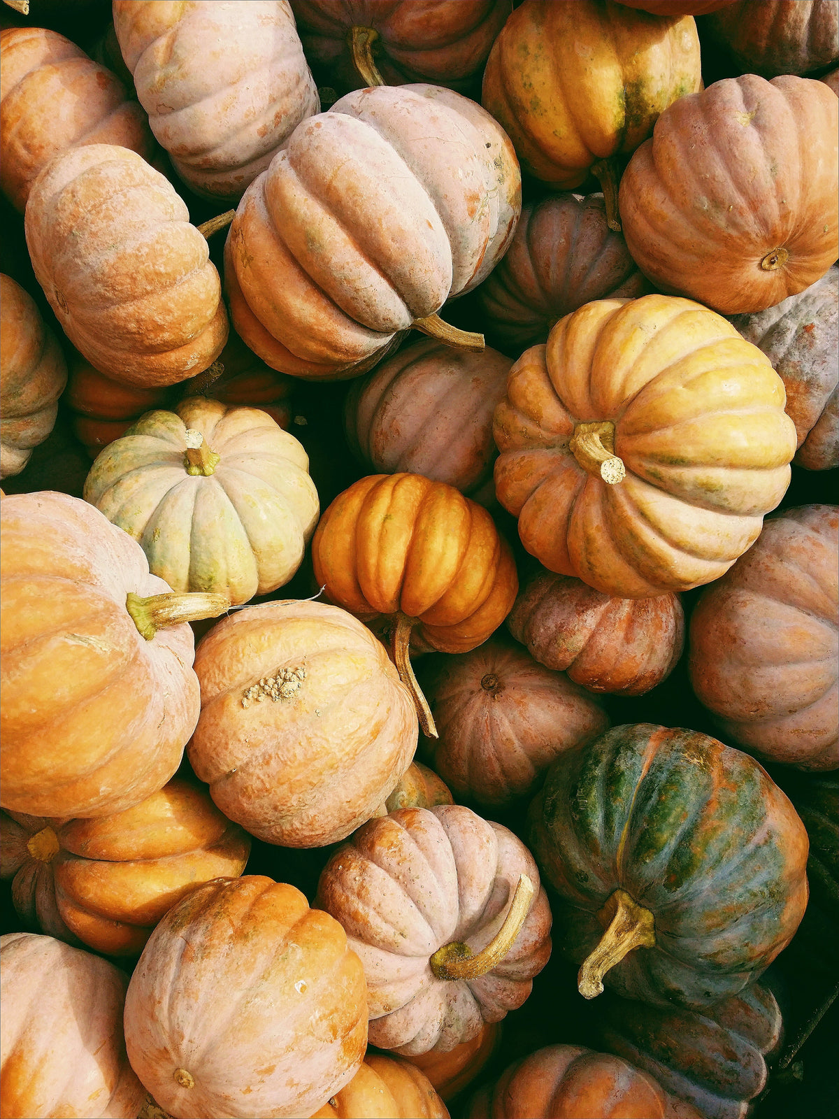 Cozy Pumpkin Patch 12 oz scented candle