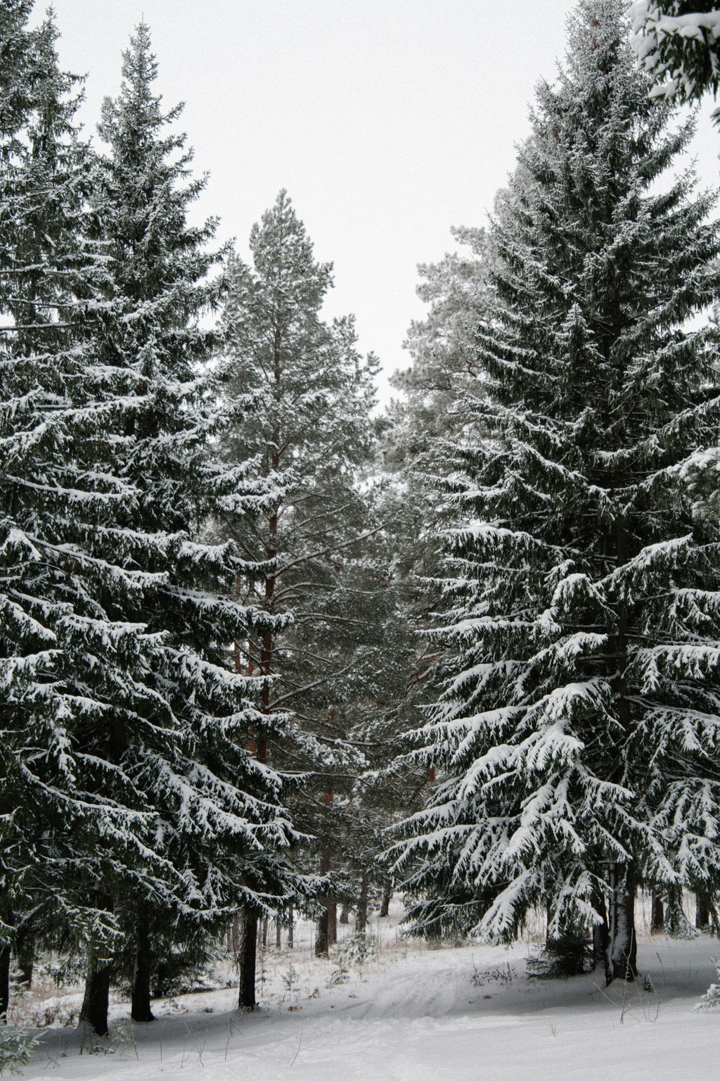 Cozy Winter Pine 12 oz scented candle